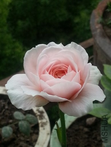 20140505_170401_��С��С.jpg