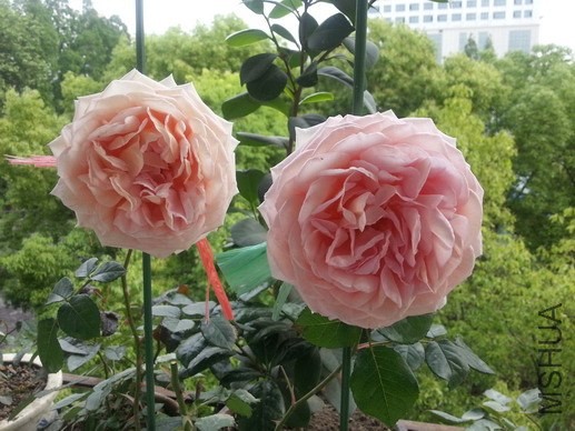 20140505_171933_��С��С.jpg