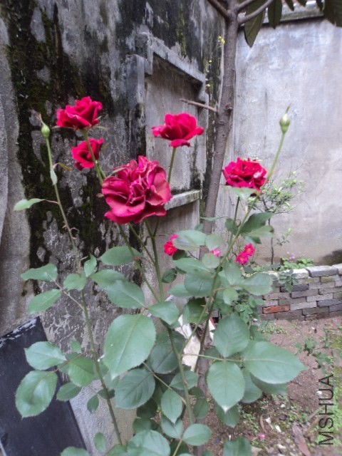 �ں�ɫ���¼������Ϳ�