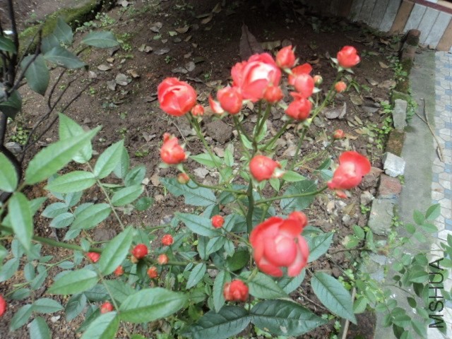 DSC01355.JPG