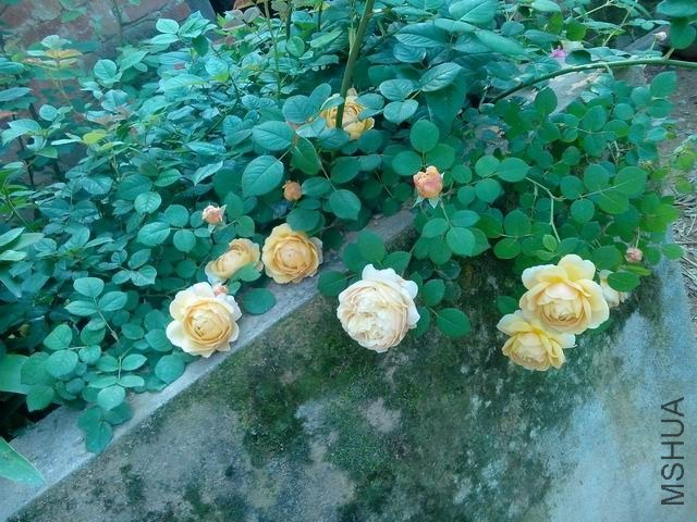 ������С IMG20140501001.jpg
