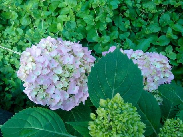 ���ʳ�¯���������ӣ�ף��ҿ��֣�