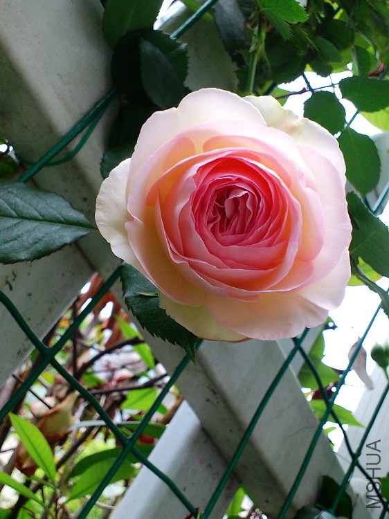 2014-05-04_07-38-16_828041_org.jpg