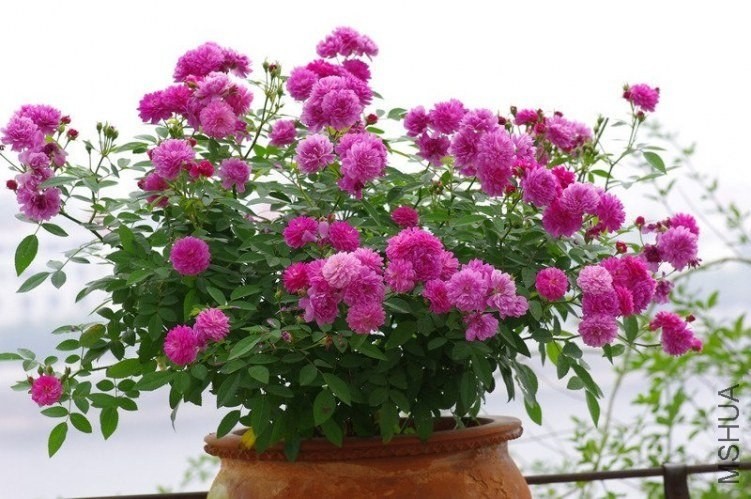 20120801201146_rKdiz.jpeg