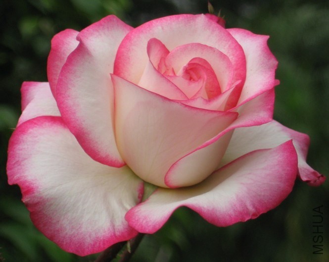 2011071209310574430.jpg