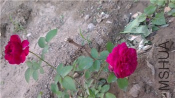 2000