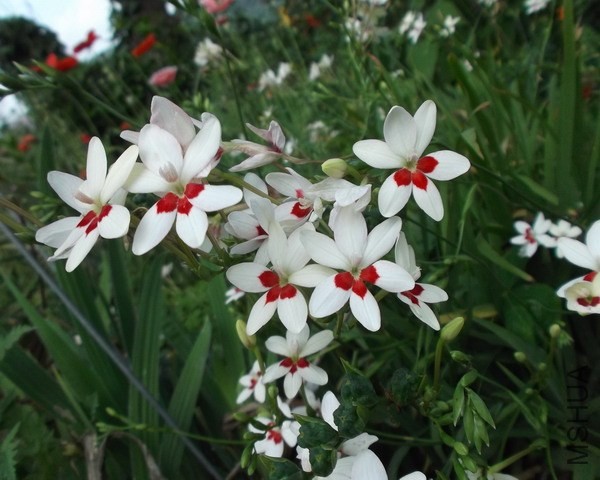 �������Sβ