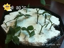 IMG_1825.JPG