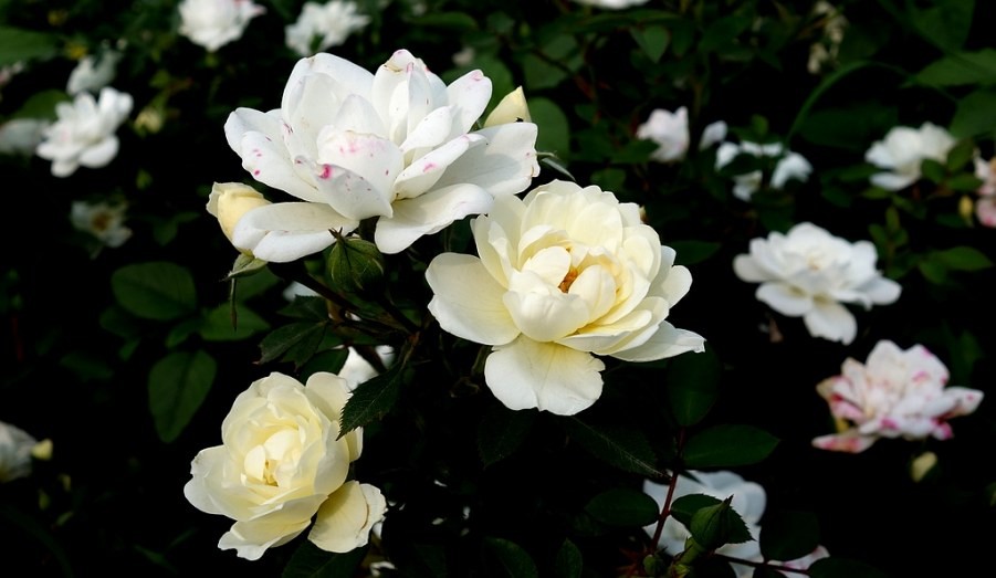 201306161150134280.jpg
