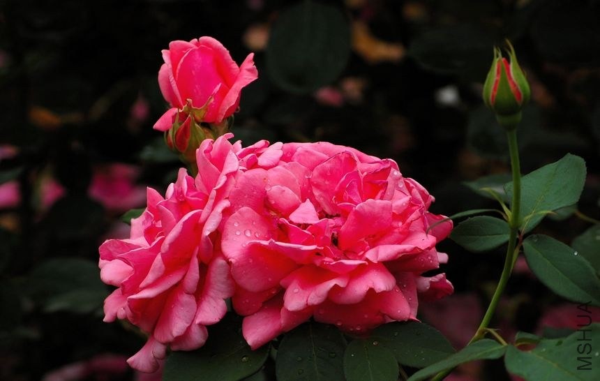 2337086731628921441.jpg