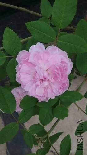 IMG_20140502_165037.jpg