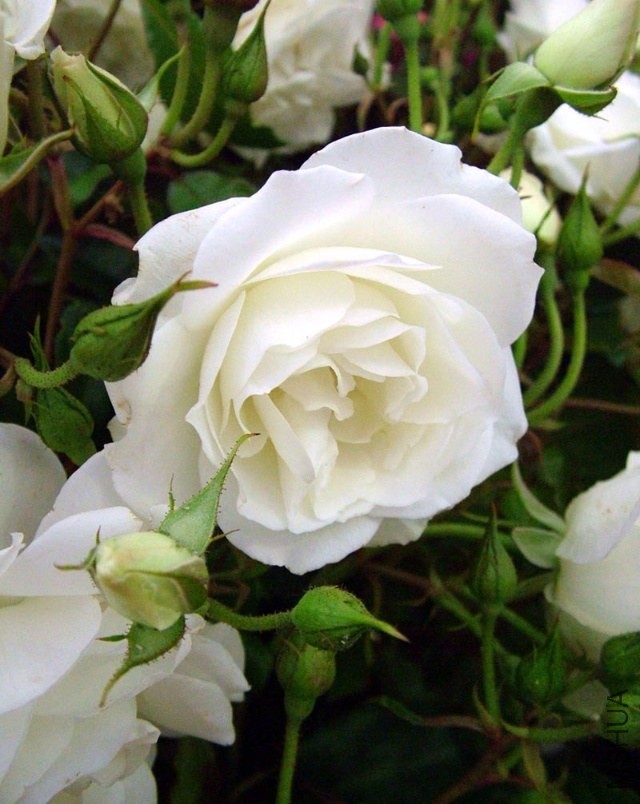 12b99917f75g215.jpg