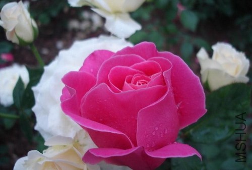 200810290909441.jpg