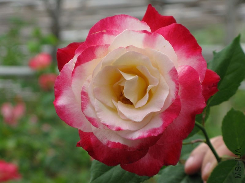63d725eada7fb07fb90e2dee.jpg