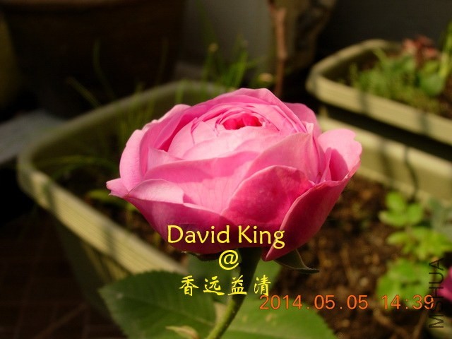 lgDSCN0555_resize.JPG