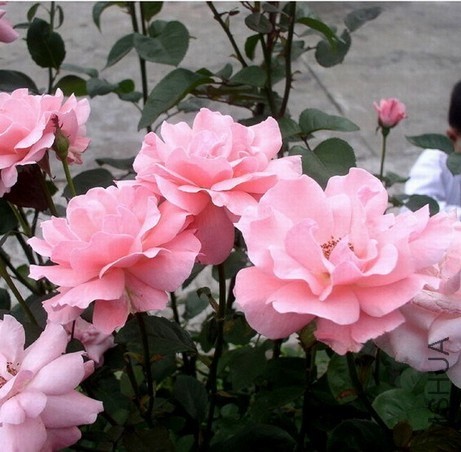 20111202060242983.jpg