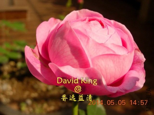 lgDSCN0629_resize.JPG