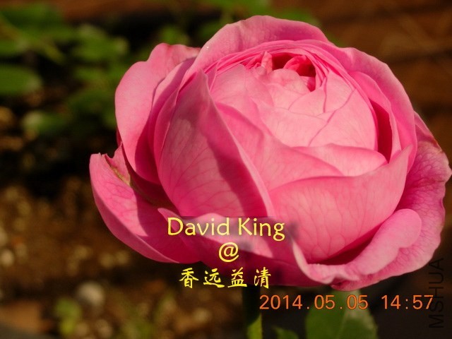 lgDSCN0634_resize.JPG