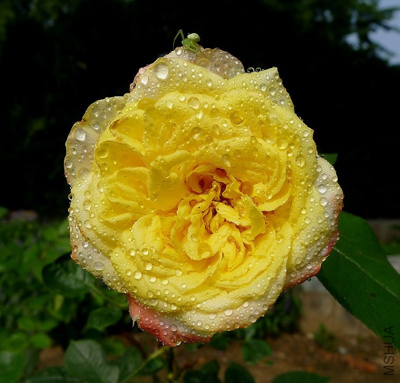 u39480751_13282ce0475g215.jpg