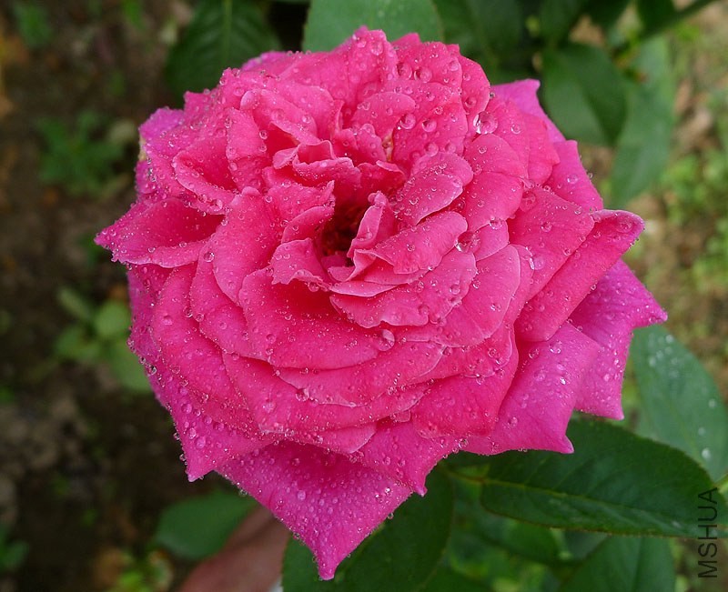 u39480751_13282cc2b67g215.jpg
