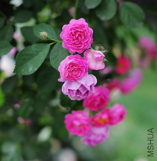 DSC_6890.jpg