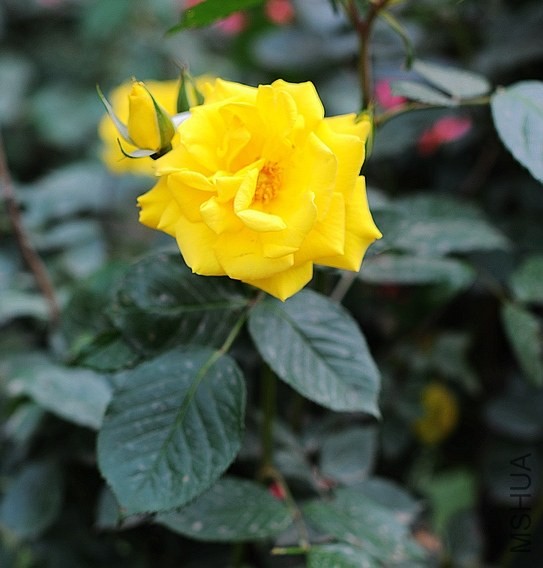 DSC_6903.jpg
