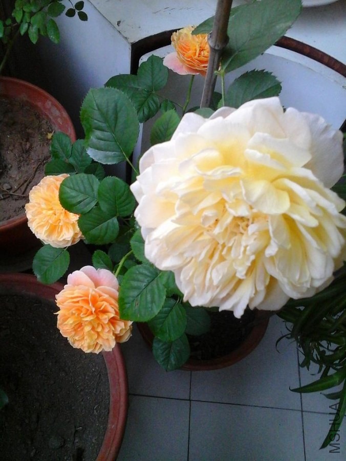 20140427_171328.jpg