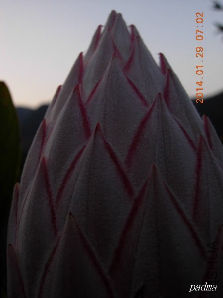 ��������(����)