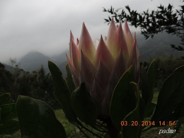 ��������(����)