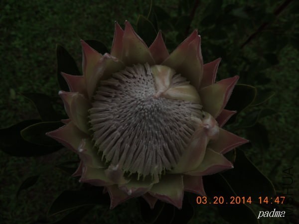 ��������(����)