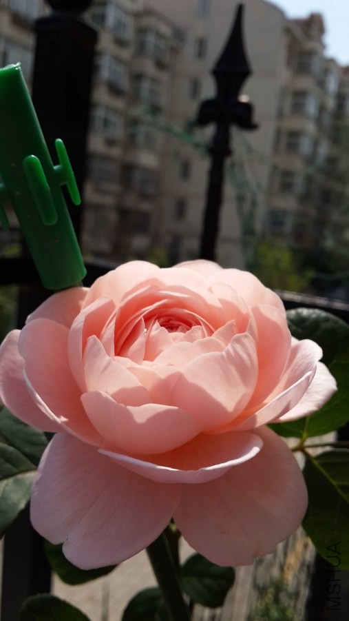 �����µ�Ů����������