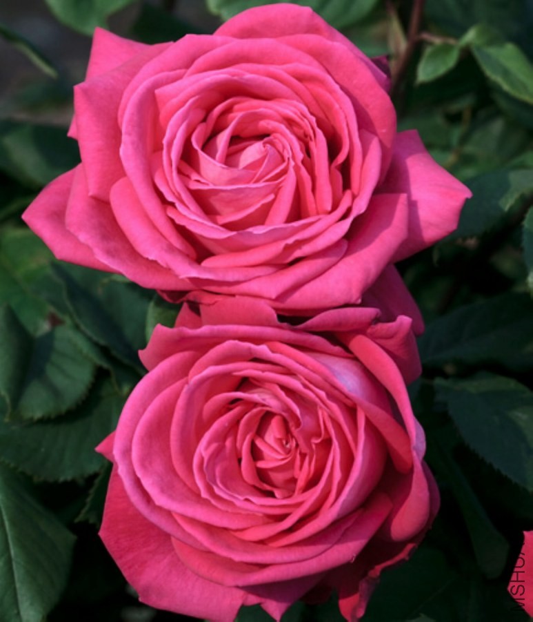 f603918fa0ec08fa57790c3759ee3d6d55fbda20.jpg