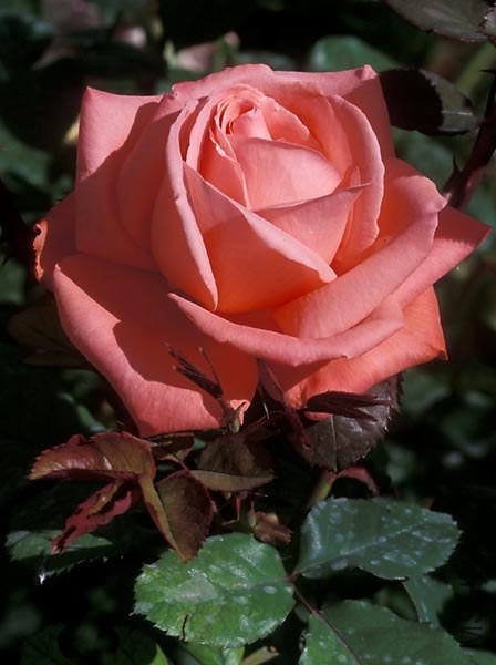 20110409104016314.jpg