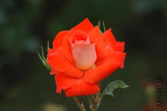 20110414162750763.jpg