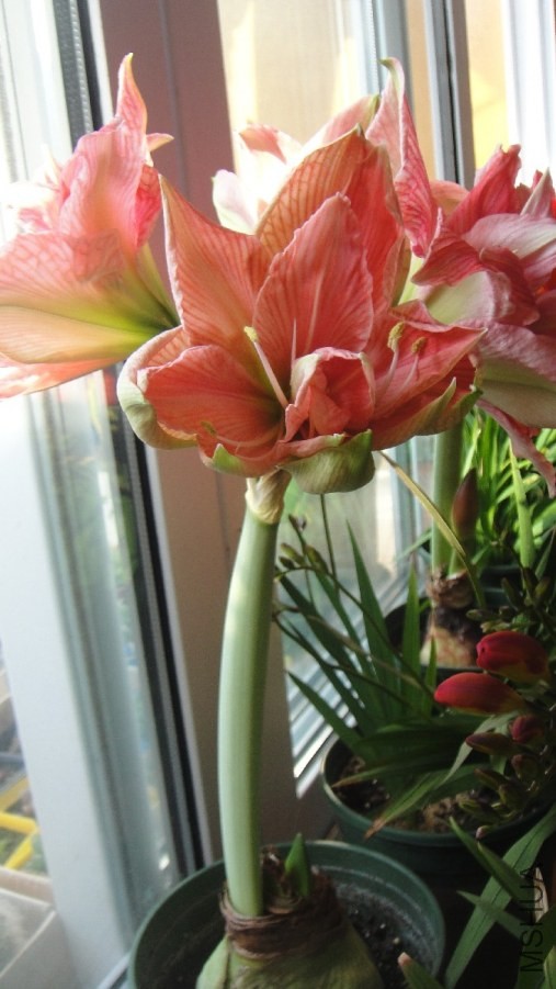 DSC06340.JPG