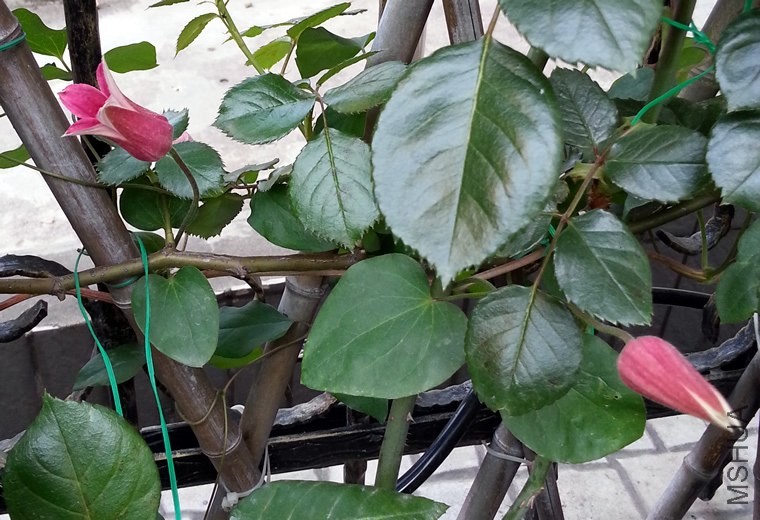 ��������**����20140506A.jpg