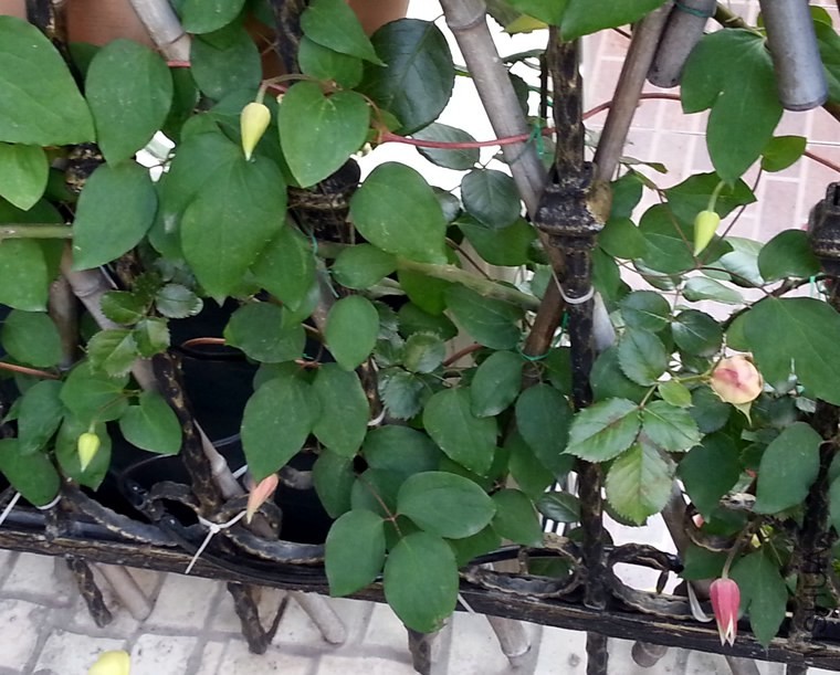 ��������**����20140506B.jpg