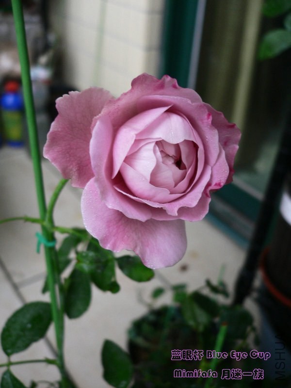 ���۱� Blue Eye Cup 2014050702.jpg