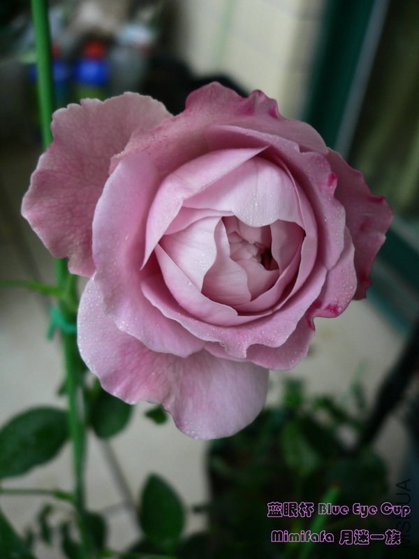 ���۱� Blue Eye Cup 2014050709.jpg