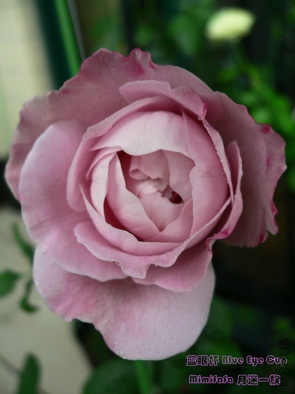 ���۱� Blue Eye Cup 2014050713.jpg