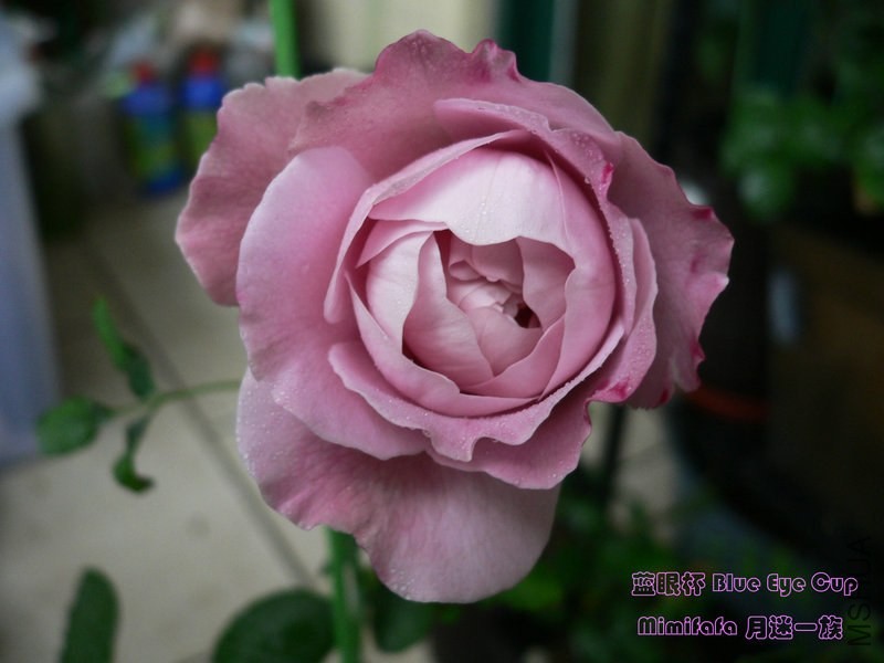 ���۱� Blue Eye Cup 2014050715.jpg