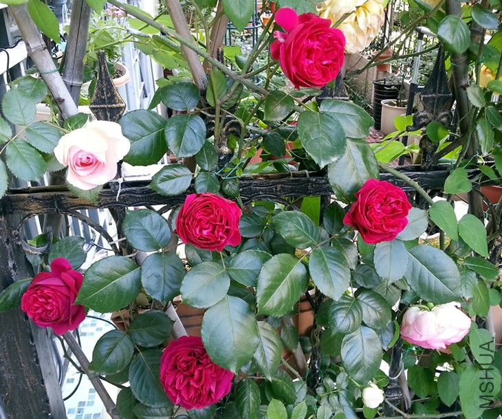 ��ɫ��ɳ��ʯ20140506A.jpg