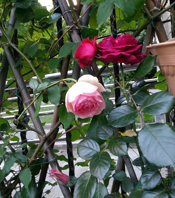 ��ɫ��ɳ��ʯ20140506F.jpg
