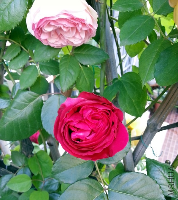 ��ɫ��ɳ��ʯ20140506E.jpg