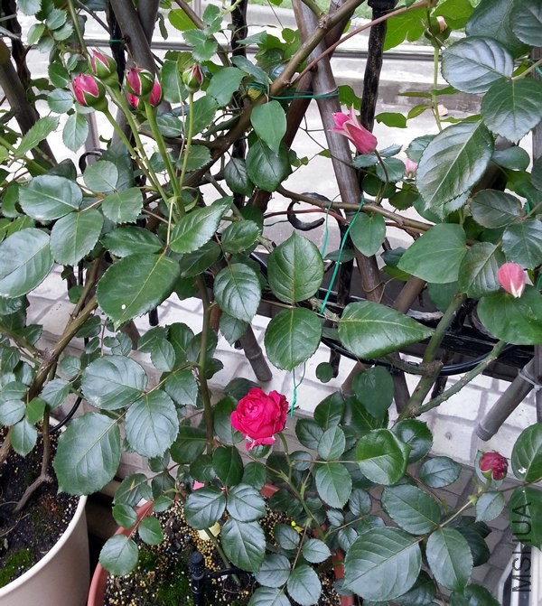 ��ɫ��ɳ��ʯ20140506G.jpg