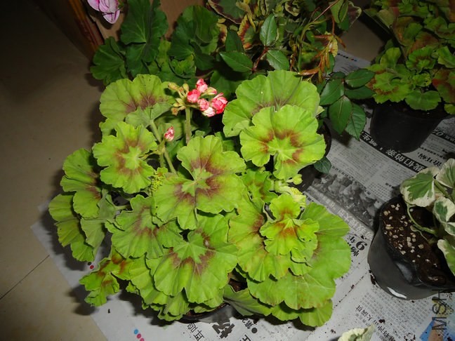DSC01836.jpg