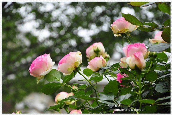 _DSC1174 - ����.jpg