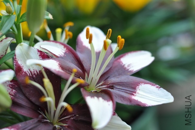DSC_8433.JPG