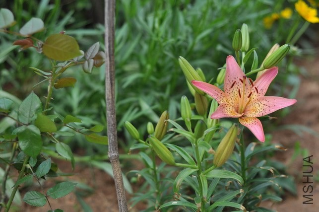 DSC_8436.JPG
