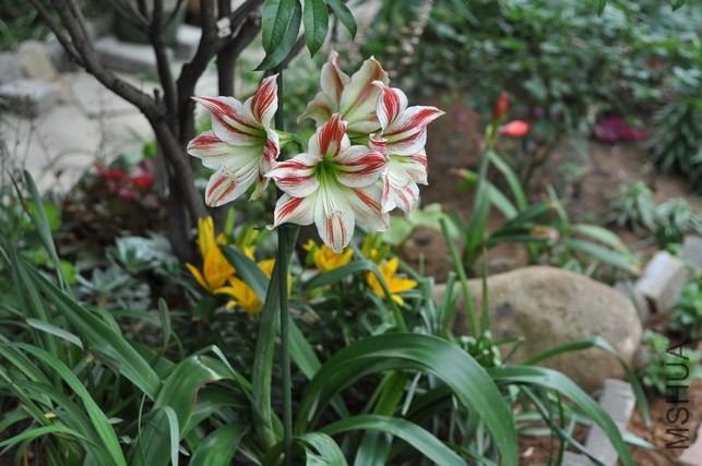 DSC_8426.JPG